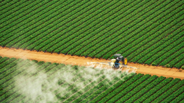 Best Ant Control Services  in Tenaha, TX