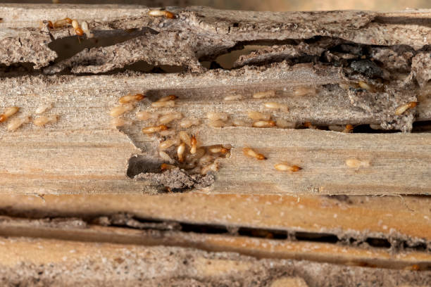 Best Local Pest Control Services  in Tenaha, TX